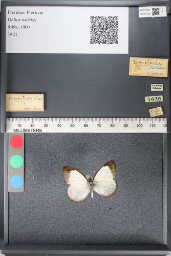 Media type: image;   Entomology 131723